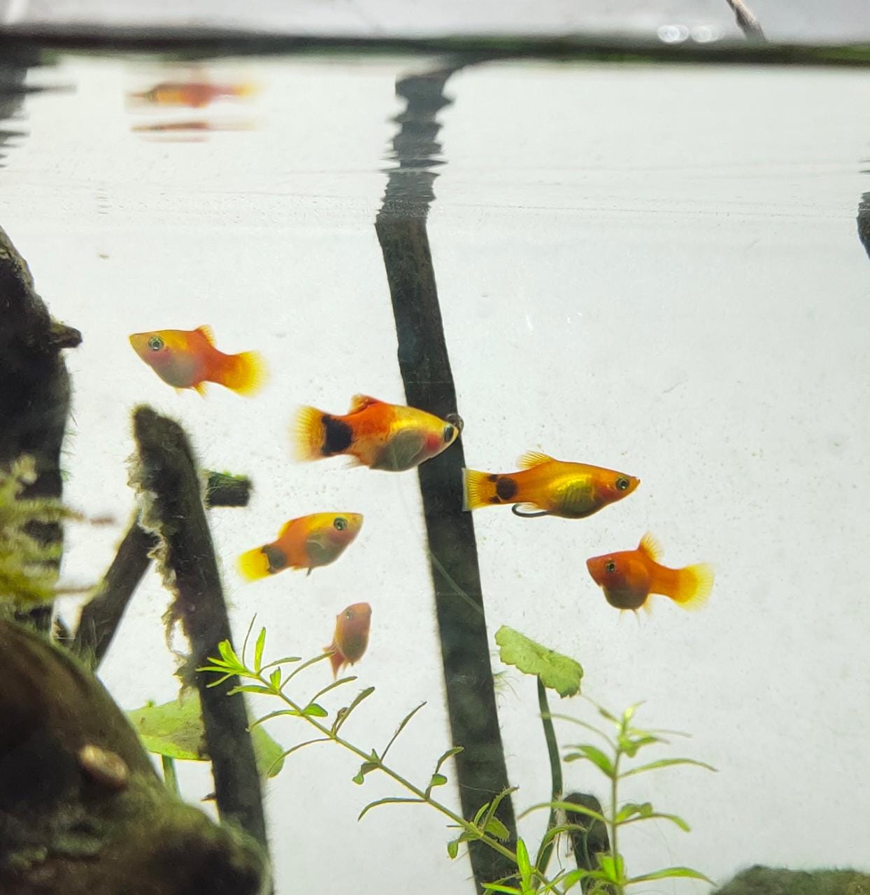 Mickey Mouse Platy - Splashy Fin Live Fish Bangalore Only Shipping