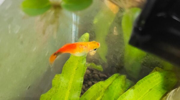 Mickey mouse platy