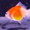Pearlscale gold fish babies1