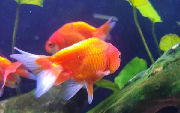 Ranchu gold fish
