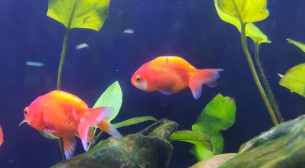 Ranchu gold fish