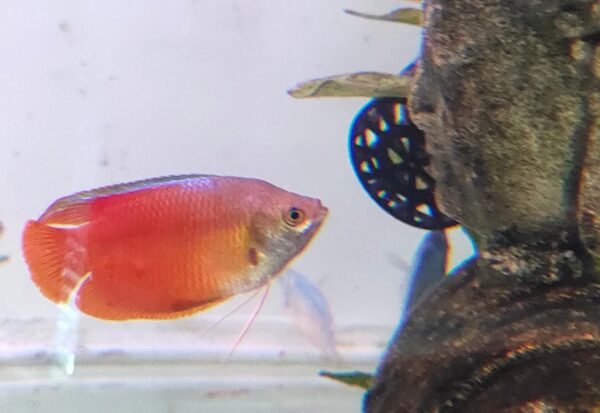 Red Lily Gourami