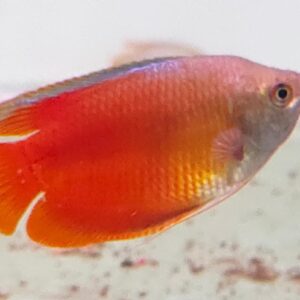 Red Lily Gourami