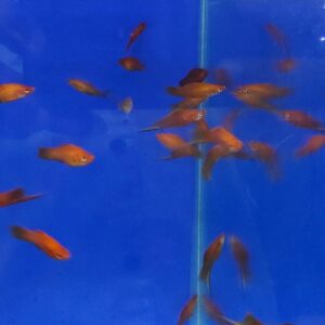 Red Swordtail fish