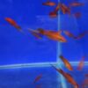 Red Swordtail fish