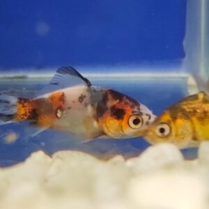 SK gold - S (Shubunkin Goldfish)