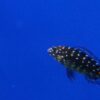 Spotted Duboisi Cichlid