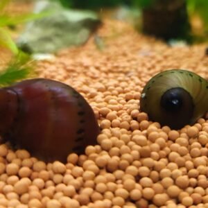 Spotted Nerite Snail
