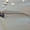 Thailand glass cat fish