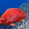 red rose oscar fish