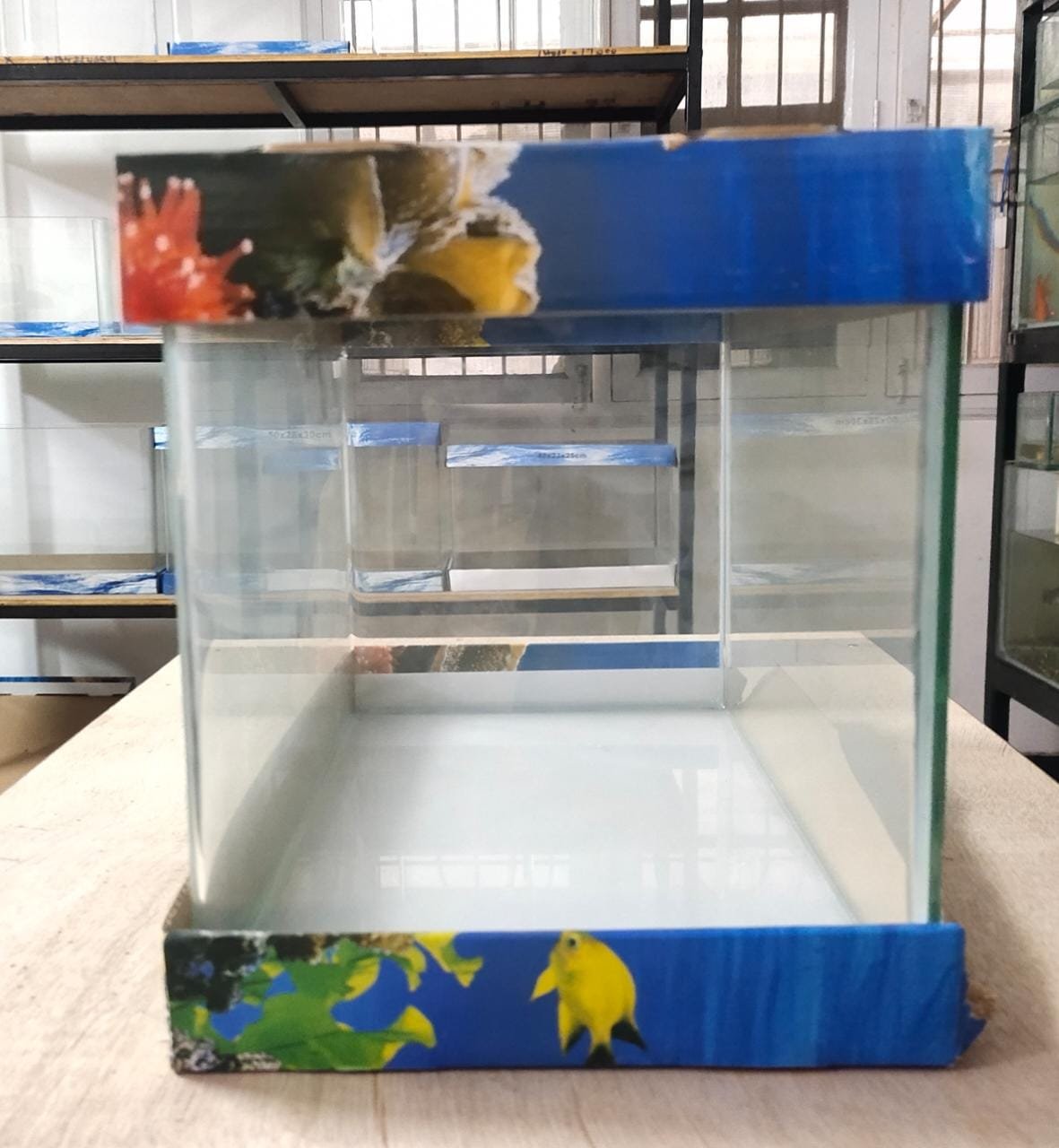 Curved Glass Aquarium Tank - 35 cm (35 x 20 x 23) - Splashy Fin Live Fish  Bangalore Only Shipping