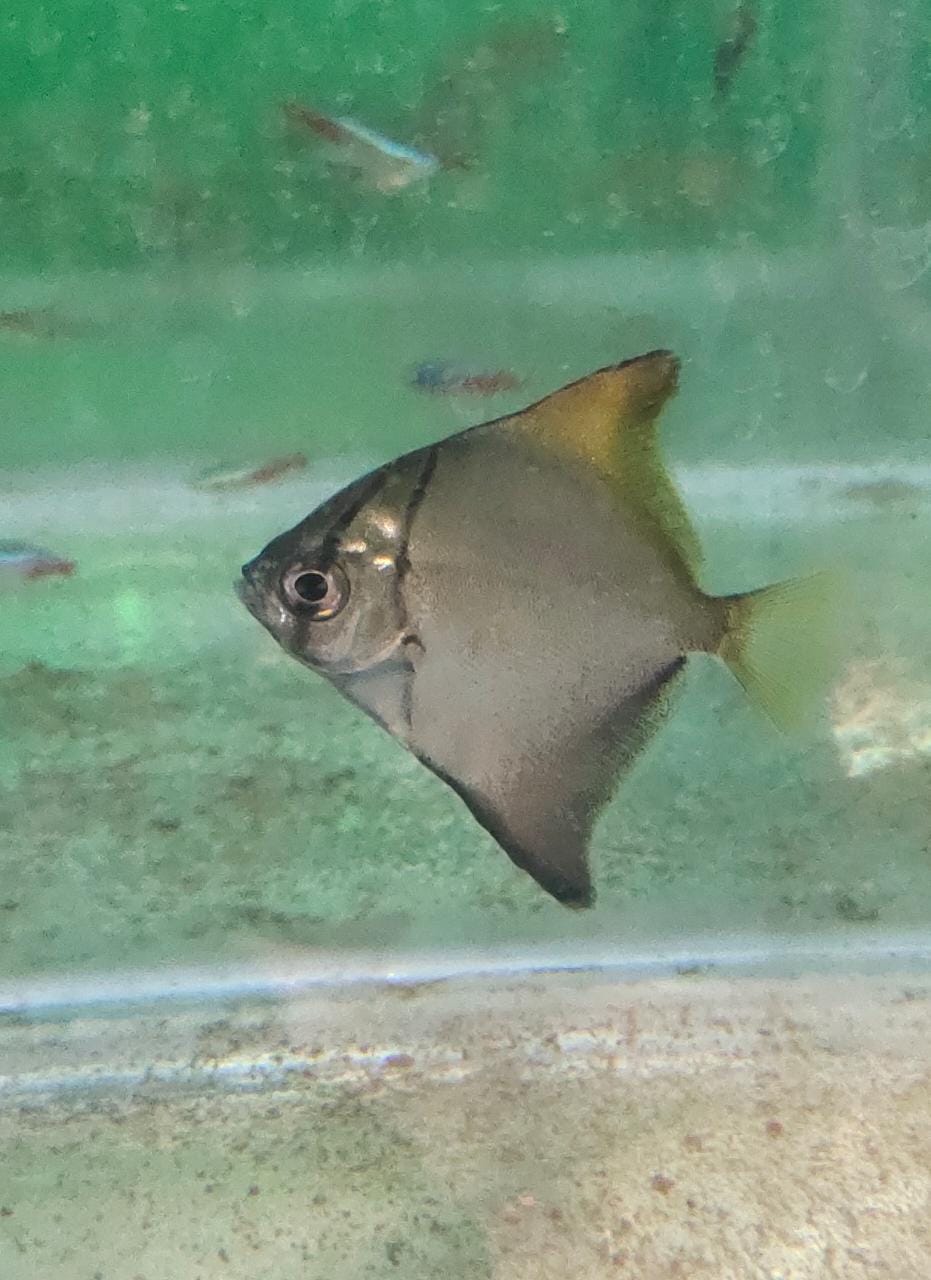 Mono Angelfish - Splashy Fin Live Fish Bangalore Only Shipping