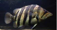 Datnioides microlepis ( Indonesian tigerfish)