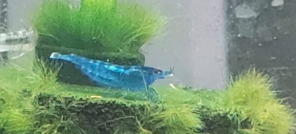 Dream Blue Shrimp