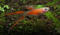 Red Double Tail SwordTail