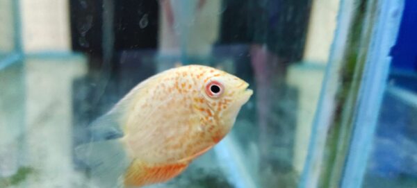 Red-Spotted Severum