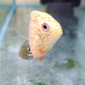 Red-Spotted Severum
