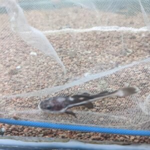 Redtail Catfish - Small - Splashy Fin Live Fish Bangalore Only