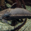 niger catfish