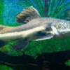 platinum redtail catfish
