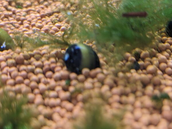 Bumble Bee Horn Nerite Snail