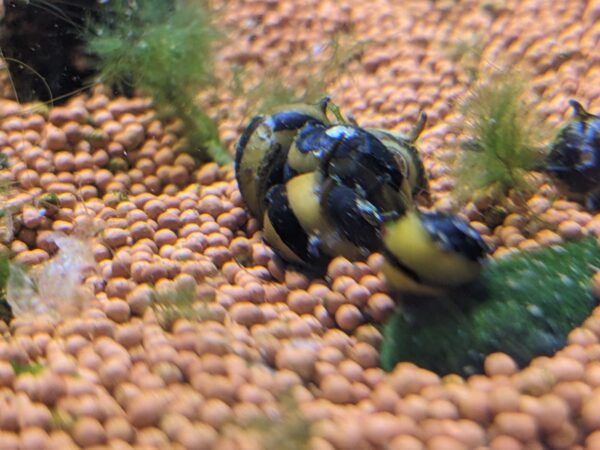 Bumble Bee Horn Nerite Snail