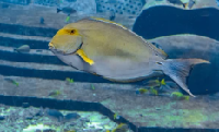Yellowfin Tang Fish