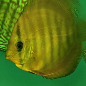 Red Cover Discus