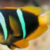 Yellow Bellied Clown Fish