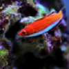 red fairy wrasse