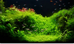Live Aquarium Plants