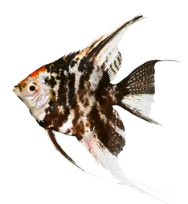 marble angel fish