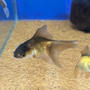 Black Oranda Gold Fish