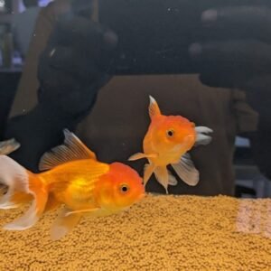Oranda Gold Fish