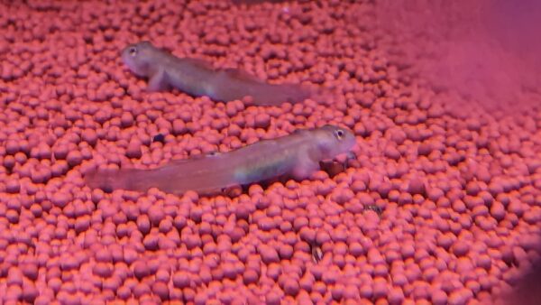 Red neon goby