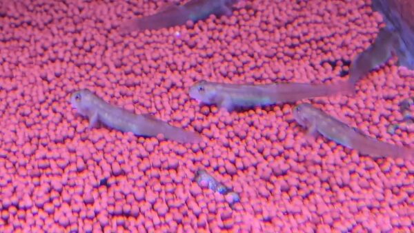 Red neon goby