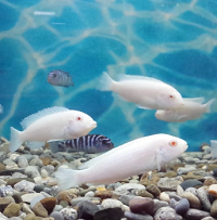 Albino Red-Eye Morph fish