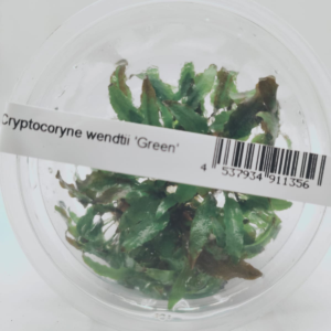 Cryptocoryne wendtii ‘Green’
