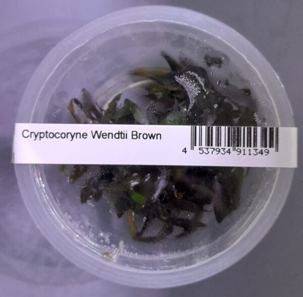 Cryptocoryne-Wendtii-Brown