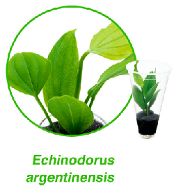 Echinodorus-argentinensis