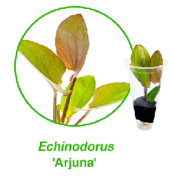 Echinodorus-arjuna