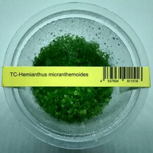Hemianthus-Micranthemoides