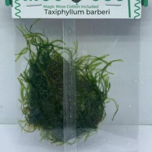 Taxiphyllum barberi
