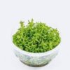 Rotala-Rotundifolia-green-TC