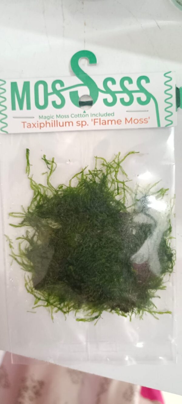 Taxiphyllum sp Flame/ Flame Moss