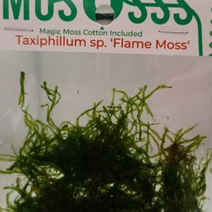 Taxiphyllum sp Flame/ Flame Moss