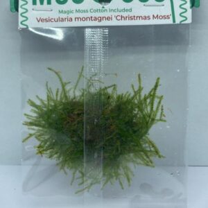 Vesicularia-montagnei-Christmas-Moss1