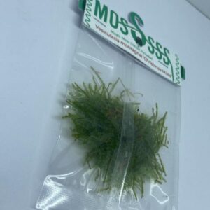 Vesicularia-montagnei-Christmas-Moss1