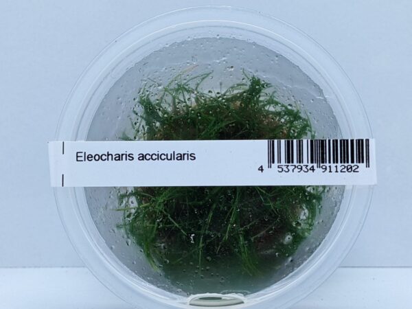 Eleocharis Acicularis