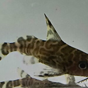 Featherfin catfish